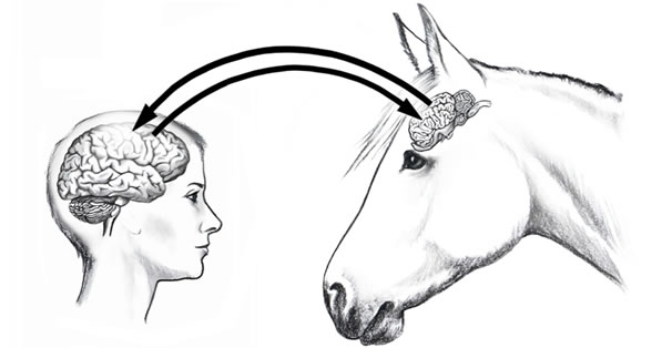 Human Brain Horse Brain